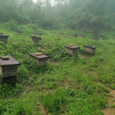 蜂蜜一斤装