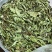 药用蒲公英
