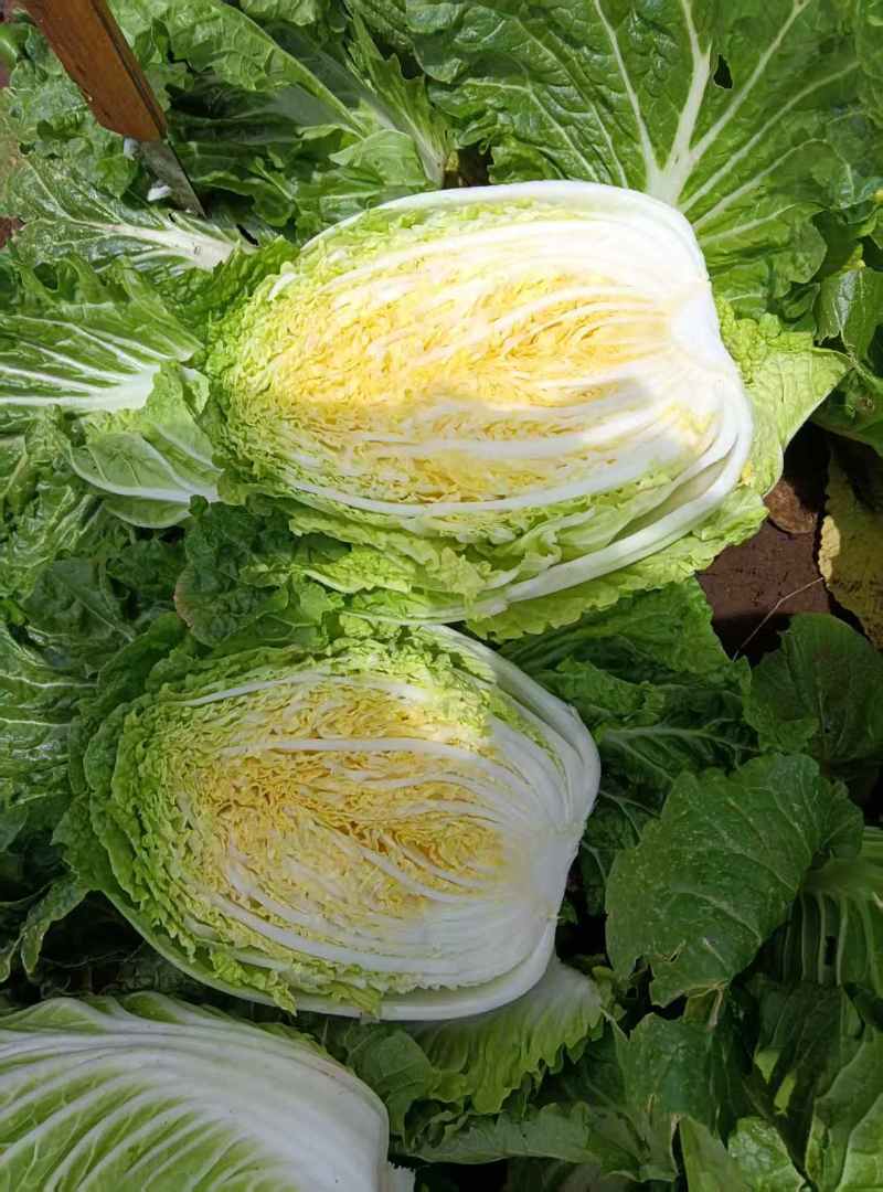 白菜