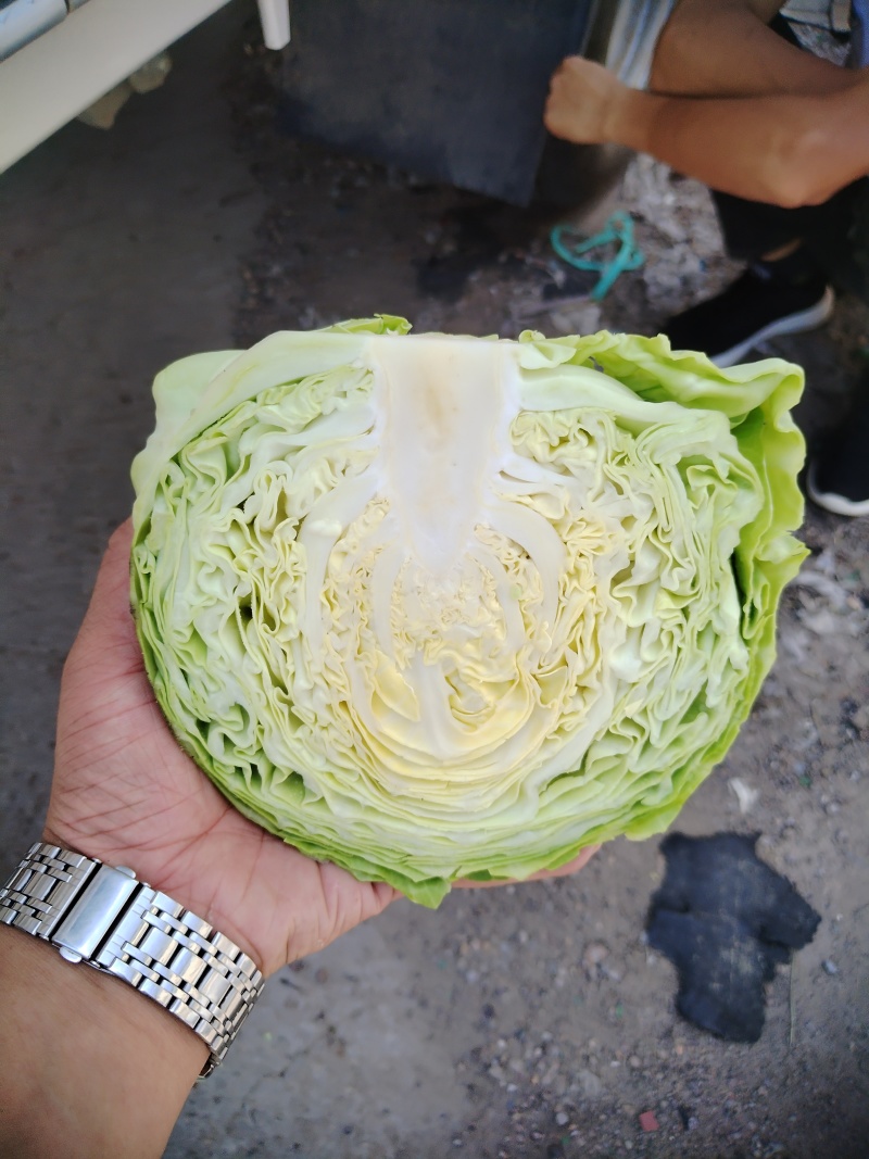 甘蓝
