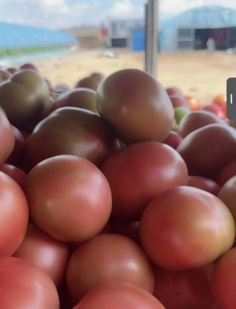 313西红柿