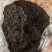 蒲公英茶红茶60元/公斤，绿茶50元/公斤