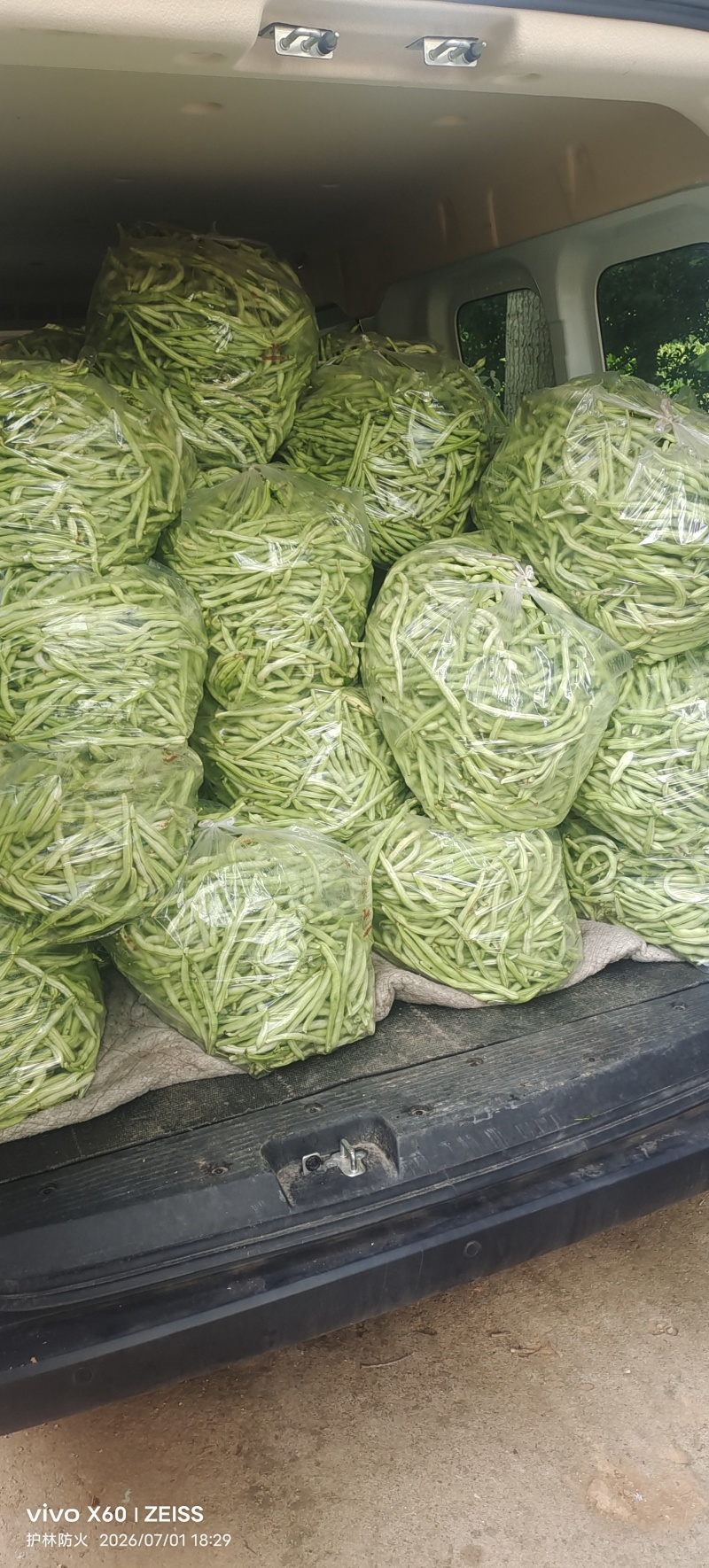 豆角