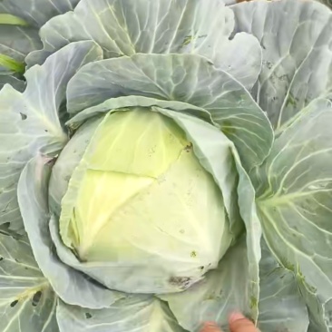 牛心甘蓝10颗/片