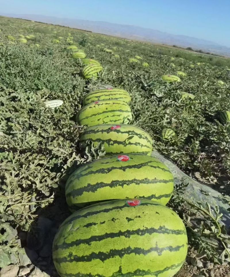 硒砂瓜品质三包包甜包熟包赔一手货源产地直发