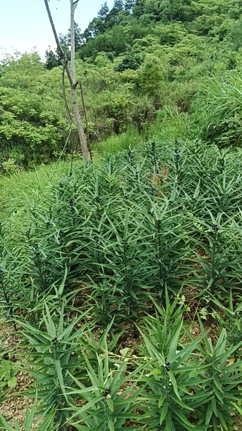 百合