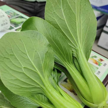 油菜
