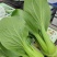 油菜