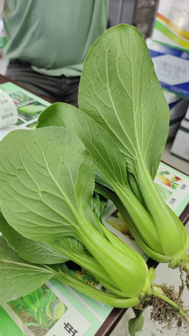 油菜