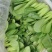 油菜