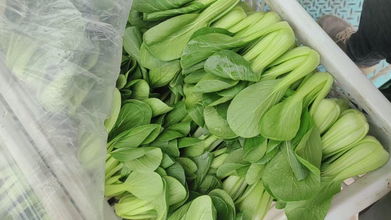 油菜