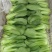 油菜