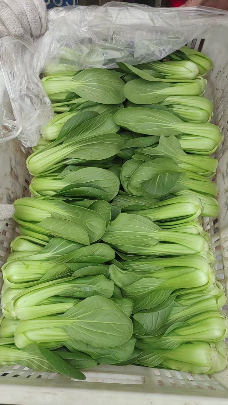 油菜