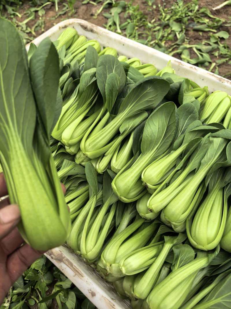 油菜