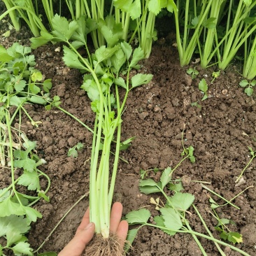 芹菜40公分、60公分、70公分