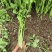 芹菜40公分、60公分、70公分