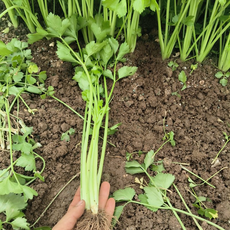 芹菜40公分、60公分、70公分