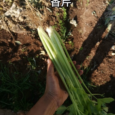 香芹60公分