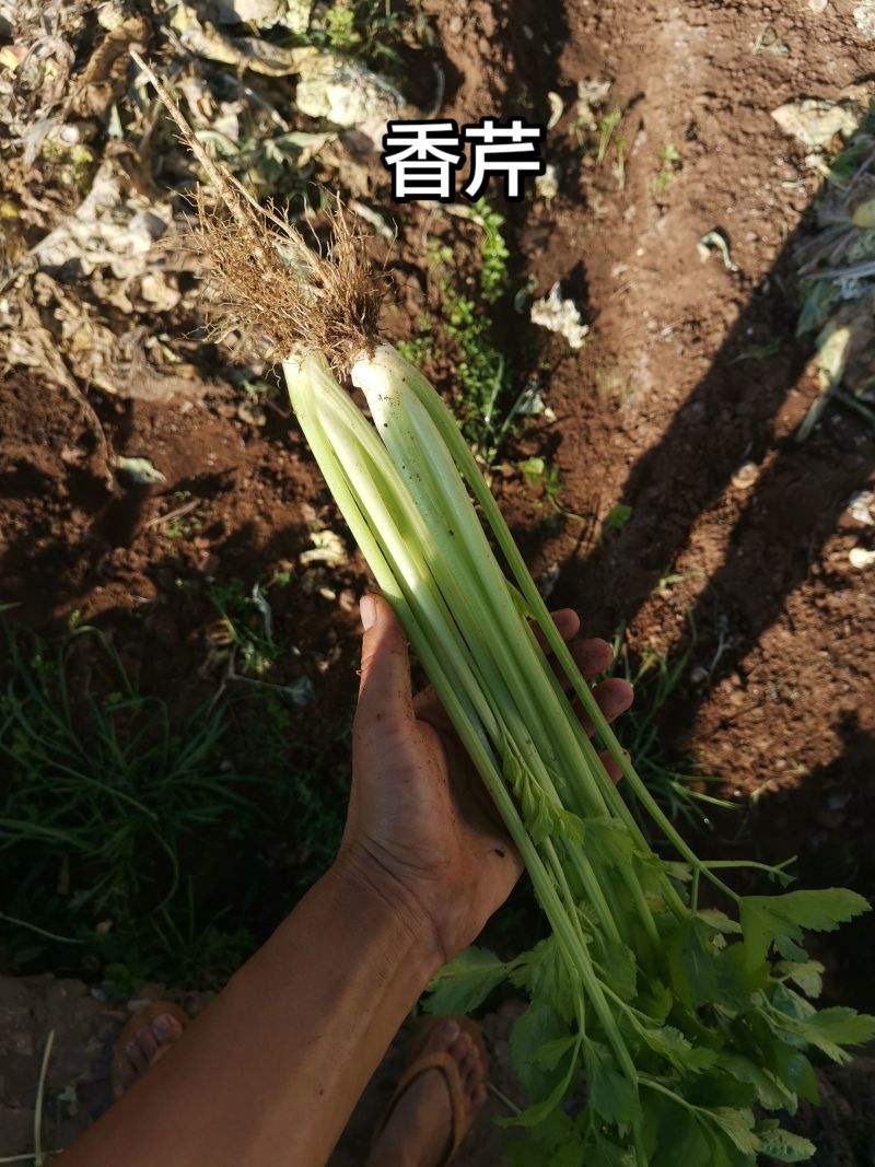 香芹60公分