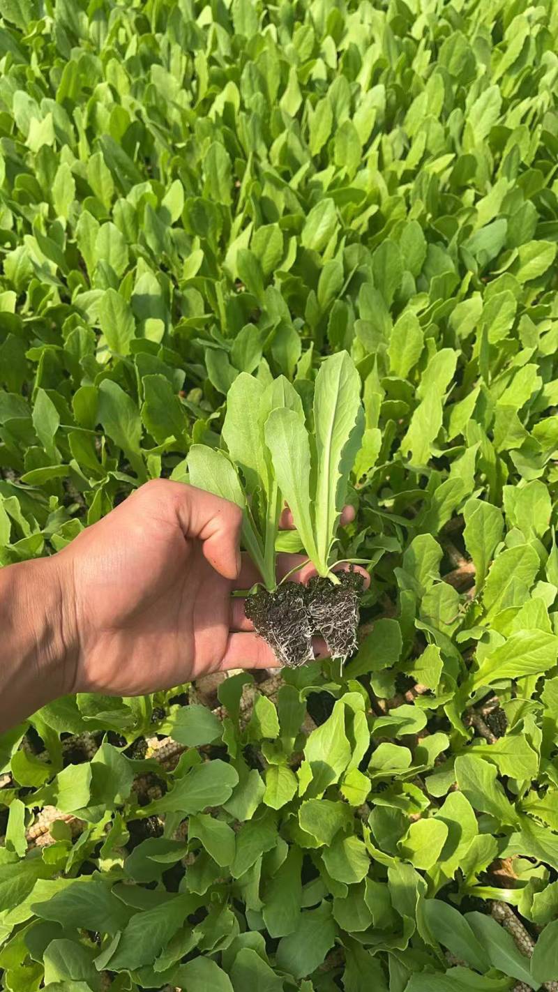 油麦菜苗162颗/盘