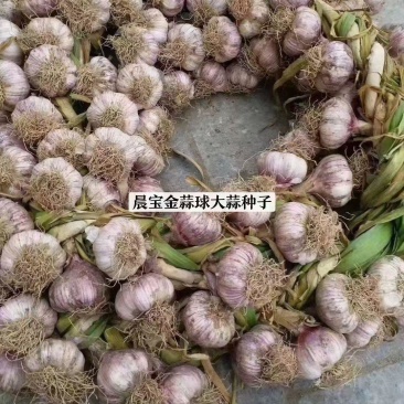 大蒜种子铁繁品种，60斤/袋