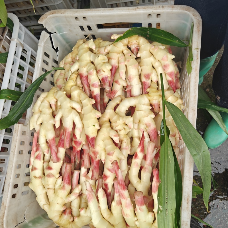 子姜