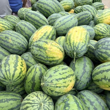 西瓜绿裳西瓜,黑美人西瓜,金城5号西瓜,黑皮无籽西瓜