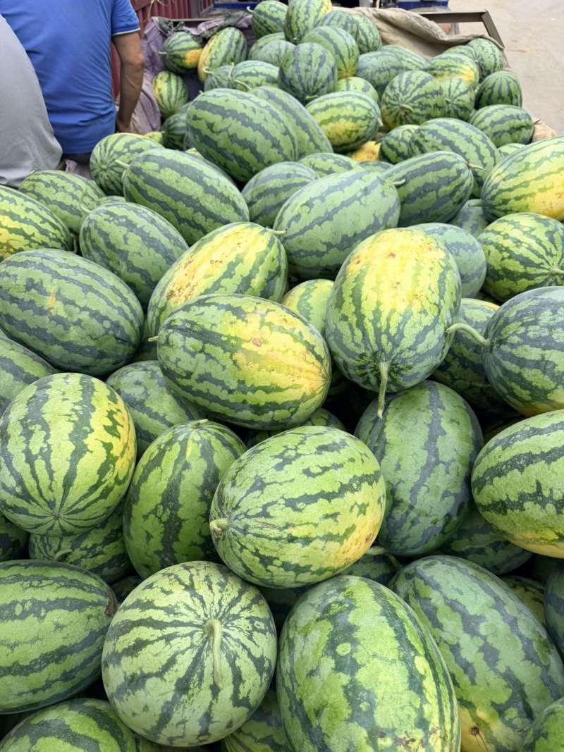 西瓜绿裳西瓜,黑美人西瓜,金城5号西瓜,黑皮无籽西瓜