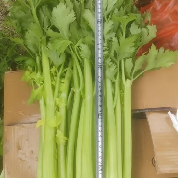 芹菜
