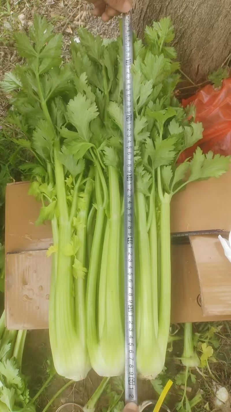 芹菜