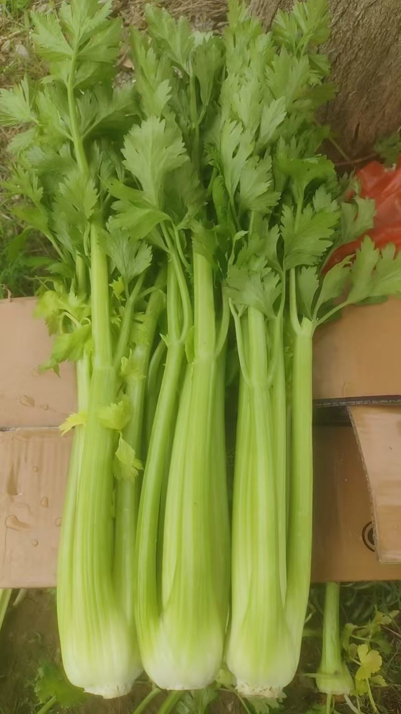 芹菜