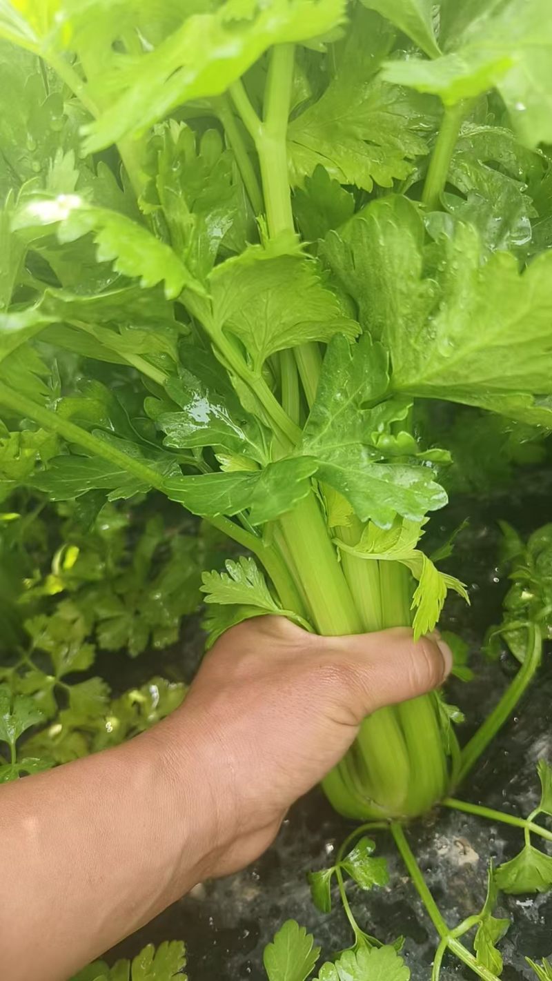 芹菜