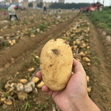 土豆三两起步