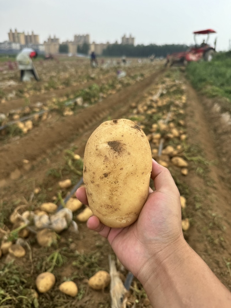 土豆三两起步