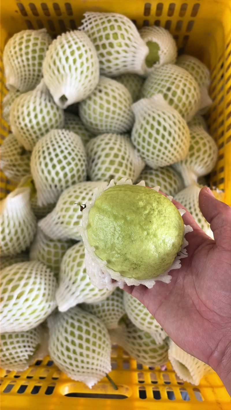 番石榴珍珠白番石榴通货