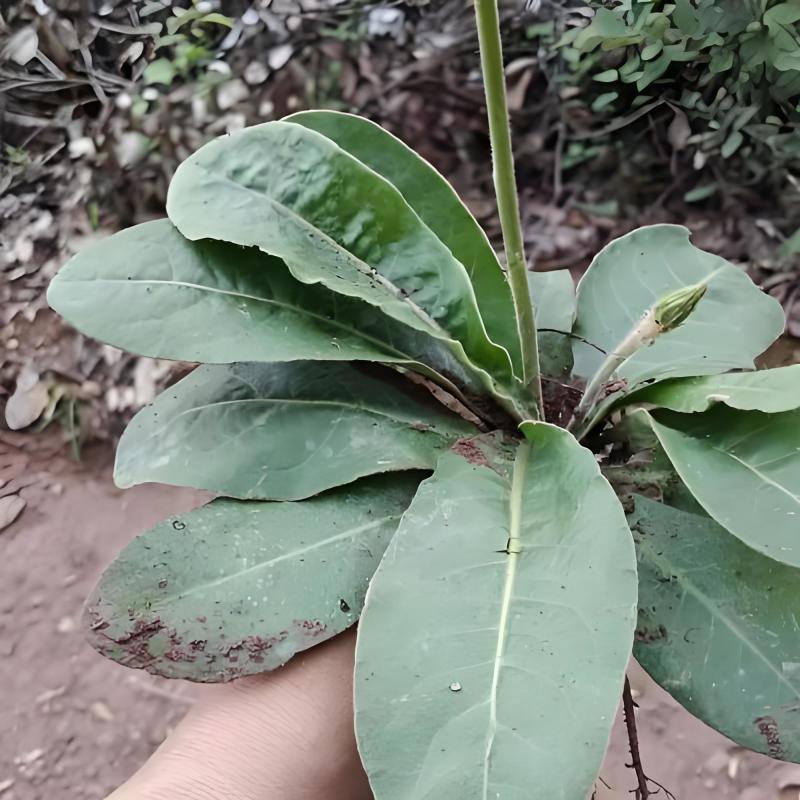 白头翁干货足干统货