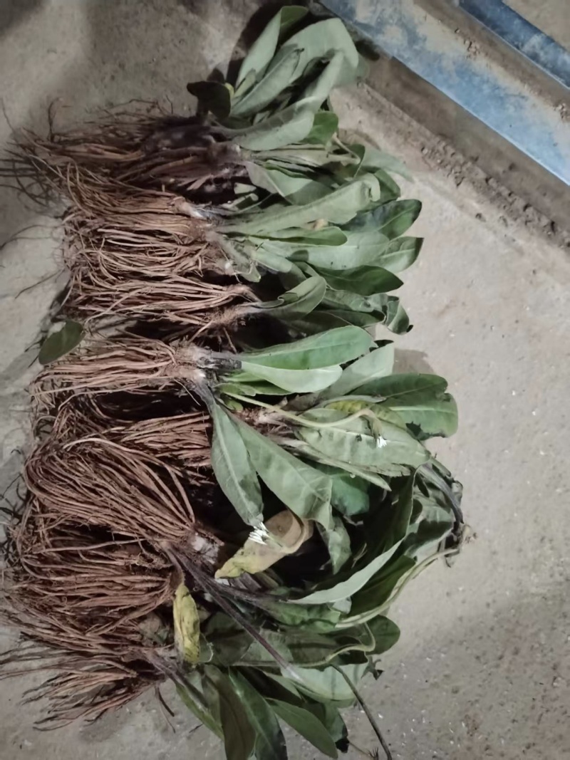 白头翁干货足干统货