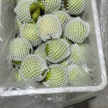 翠冠梨单果3-4两起，上不封顶