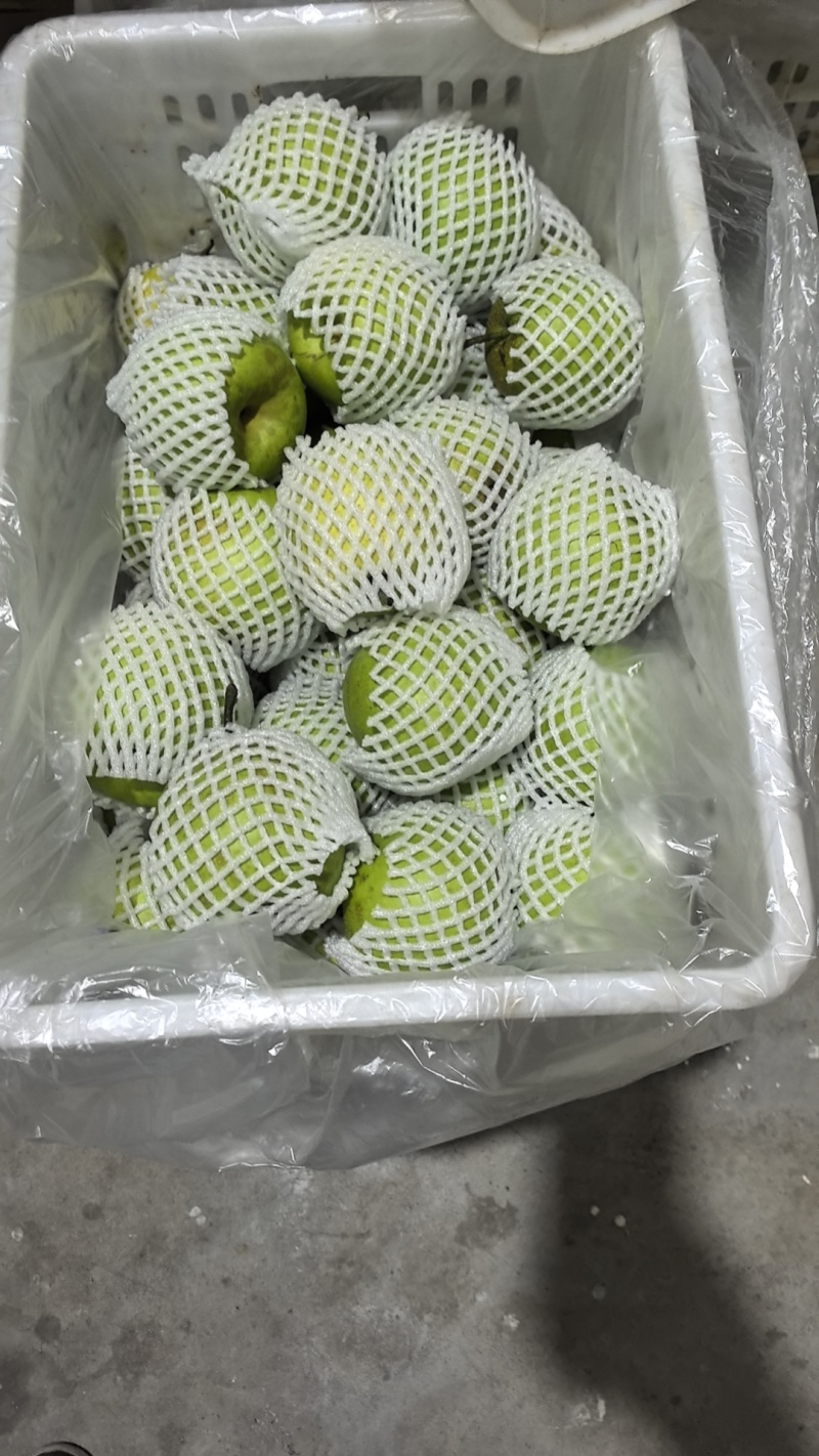 翠冠梨单果3-4两起，上不封顶