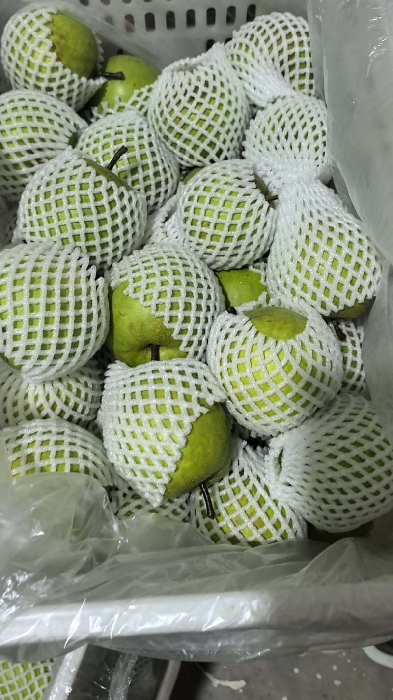 翠冠梨单果3-4两起，上不封顶