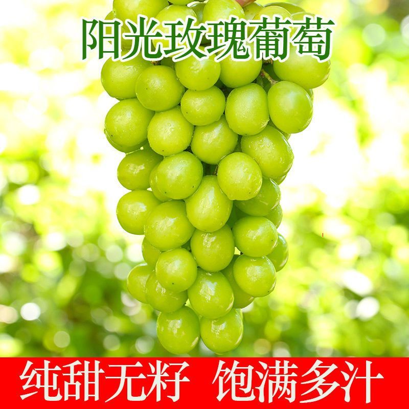葡萄精品