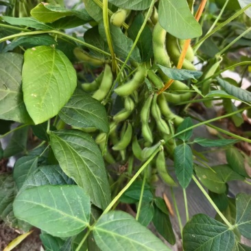 毛豆带荚毛豆，可采收