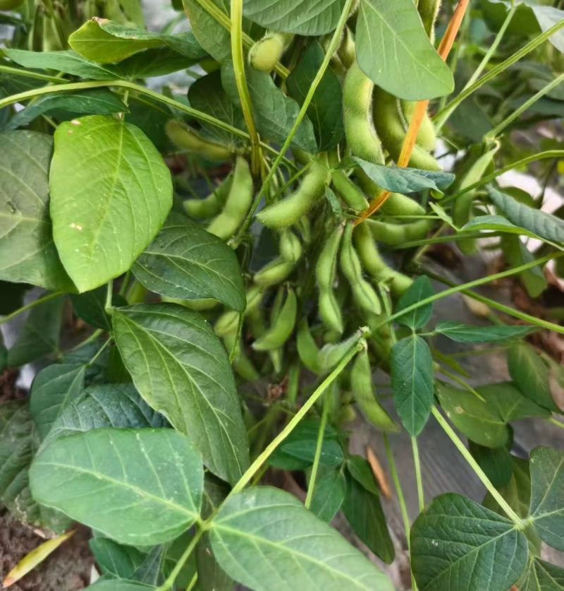 毛豆带荚毛豆，可采收