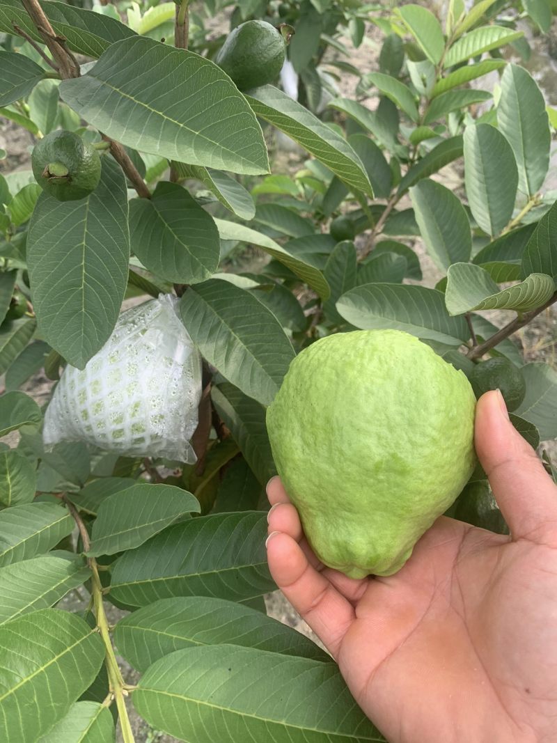 番石榴西瓜红芭乐