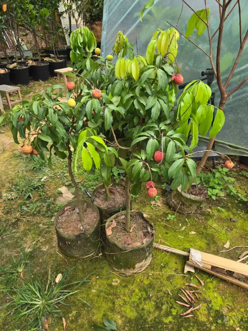 荔枝苗80-100cm,1公分起