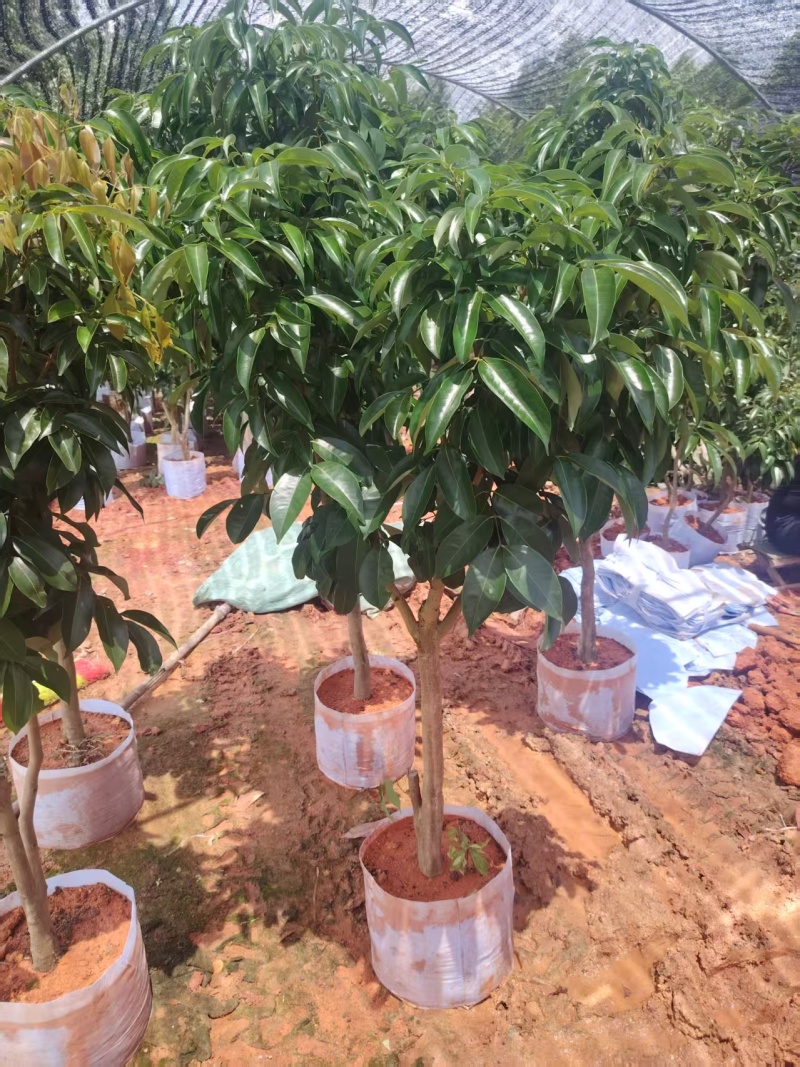 荔枝苗80-100cm,1公分起
