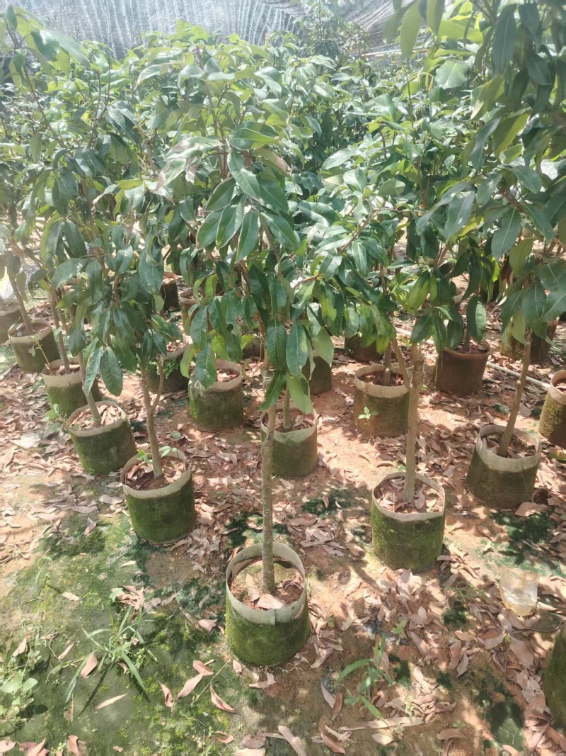 荔枝苗80-100cm,1公分起