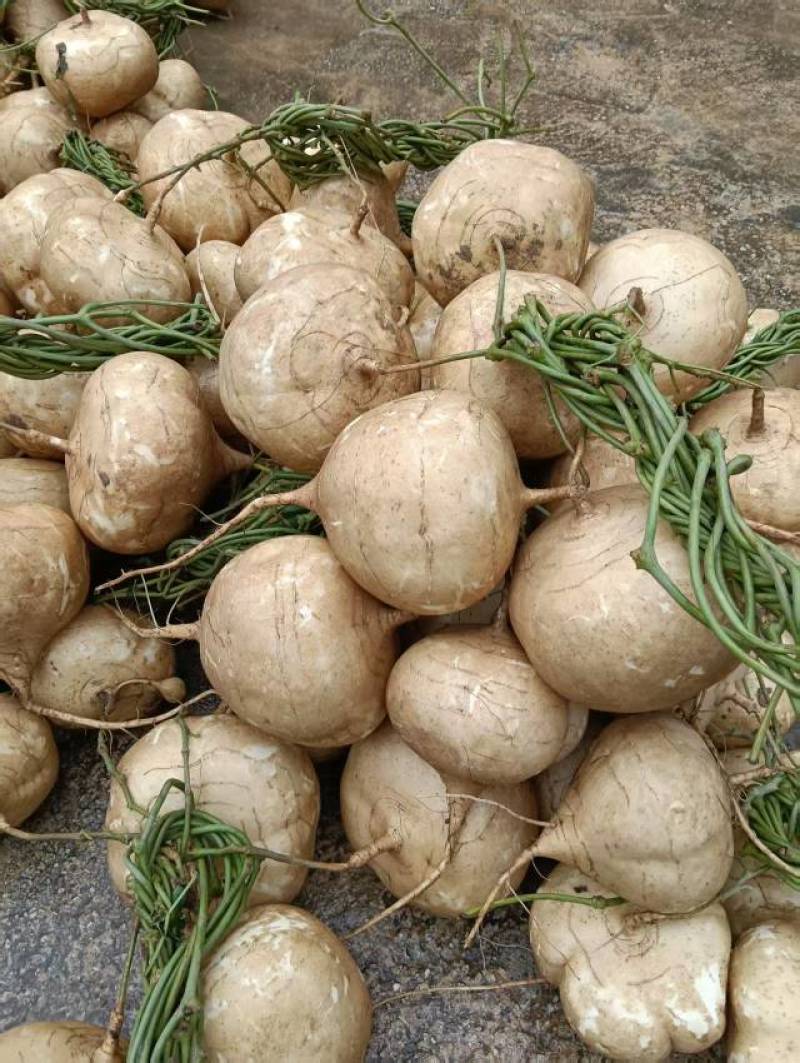 豆薯