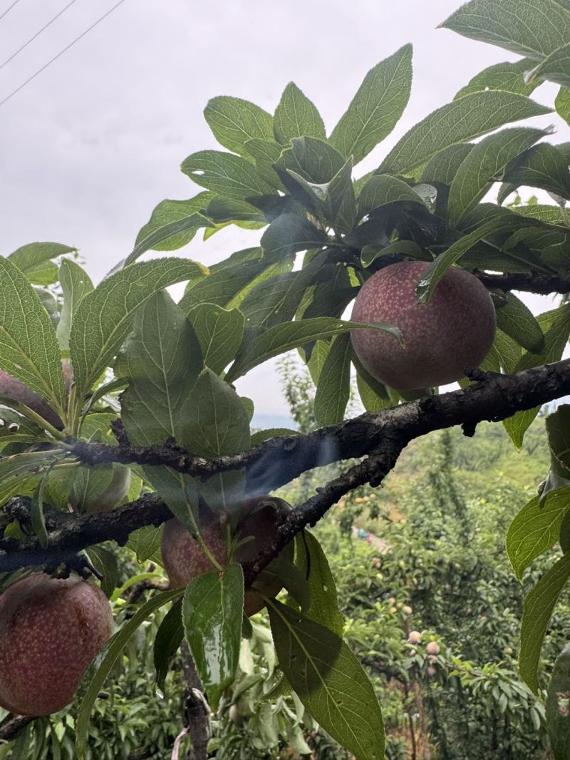 桃形李箱装：小李5斤/箱（少货），中李4.5斤/箱，大李