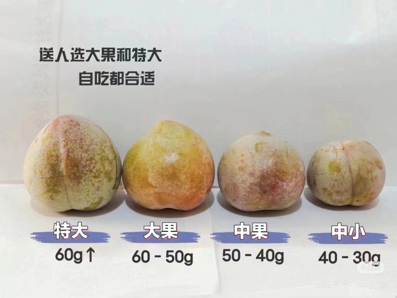 桃形李箱装：小李5斤/箱（少货），中李4.5斤/箱，大李
